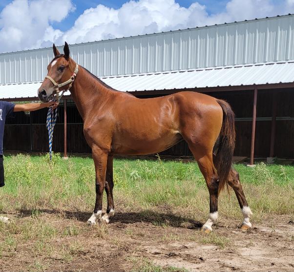 ARABIAN HORSES FOR SALE, SAN ANTONIO TEXAS AREA